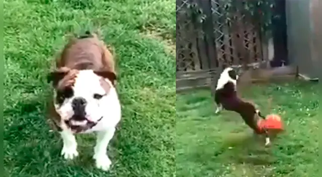 Con un buen entrenamientos tus perritos pueden dominar disciplinas deportivas