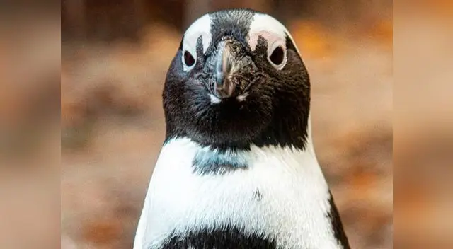 Pareja de pingüinos ha causado furor en redes sociales