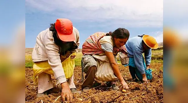 Plan busca mejorar producción de la agricultura familiar Plan busca mejorar producción de la agricultura familiar