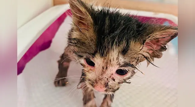 La gatita víctima de maltrato animal solo tiene un mes de nacida