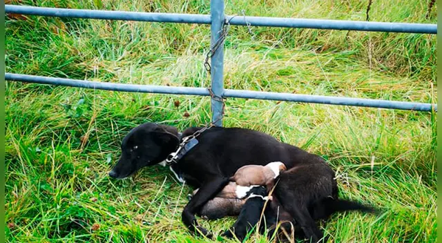 Perrita y sus cachorros ya fueron recatados del maltrato animal