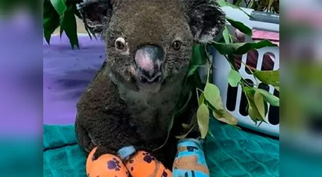Koala quemado falleció esta mañana en el Hospital Port Macquaire en Australia Koala quemado falleció esta mañana en el Hospital Port Macquaire en Australia