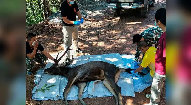Ciervo es hallado muerto con 7 kilos de plástico en el estómago en Tailandia