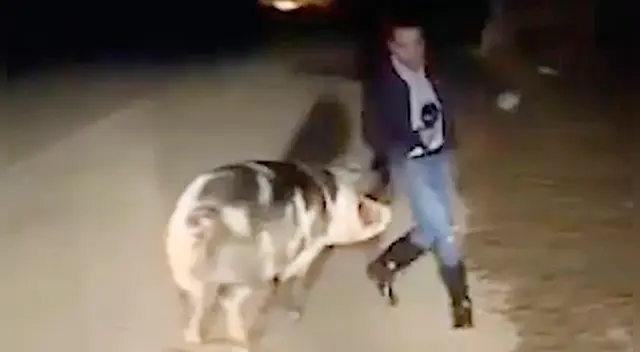 Reportero no sabía qué hacer para que el animal no lo persiga