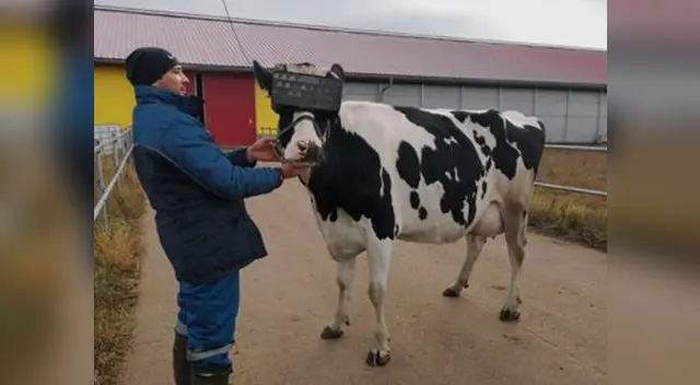 Rusia: “Crean lentes de realidad virtual para vacas”
