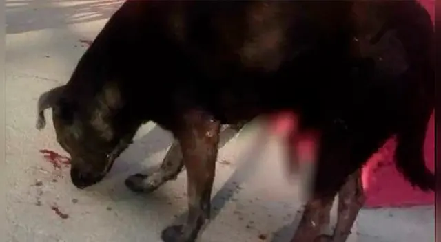 Tras el despiadado ataque, el can fue llevado a una clínica veterinaria donde los doctores lo salvaron de morir desangrado
