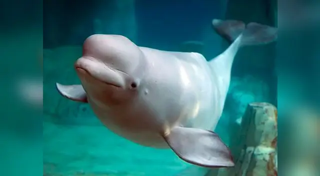 Ballena empezó a jugar con los exploradores Ballena empezó a jugar con los exploradores