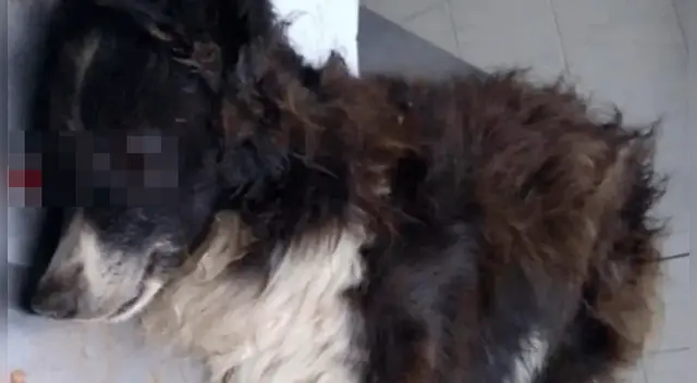 Policías y vecinos hicieron una campaña en Facebook para recolectar fondos y apoyo para Malevo