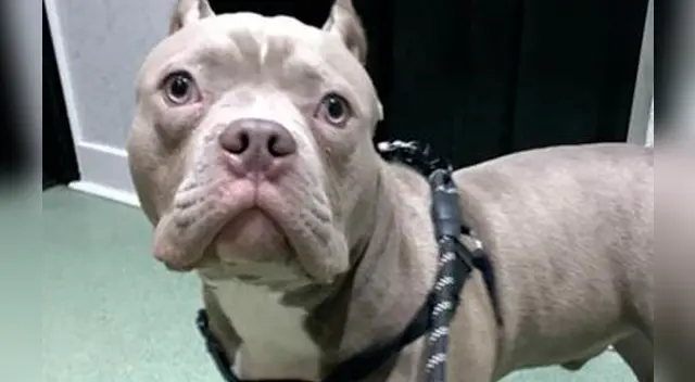 El sujeto llegó a comprar al perro que llegó desde Holanda por 2588 dólares El sujeto llegó a comprar al perro que llegó desde Holanda por 2588 dólares