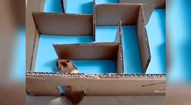 El hámster no quiso seguir el camino establecido