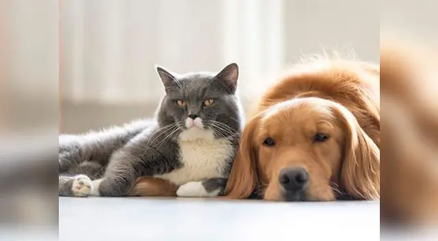 Gato agredió a un can mientras este dormía Gato agredió a un can mientras este dormía