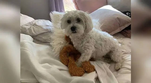 El perrito habría quedado devastado por la pérdida de su inseparable oso