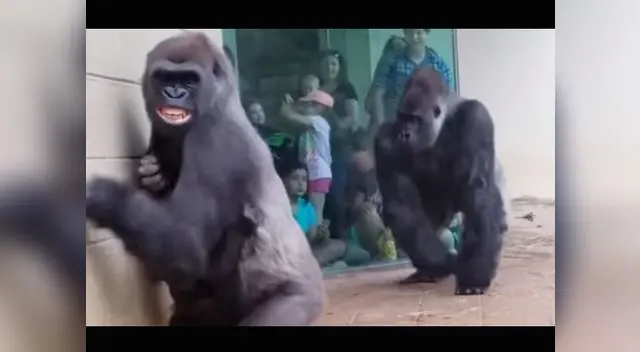 Reacción de primates ante lluvia se volvió viral en Facebook [VIDEO]