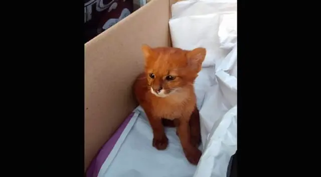 Joven adopto a puma pensando que era un indefenso gatito [VIDEO]