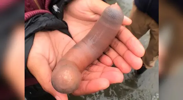 El nombre científico de esta especie es Urechis caupo