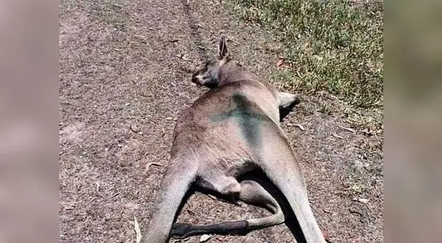 Según Animals Australia, entre 40,000 y 60,000 canguros fueron asesinados anualmente
