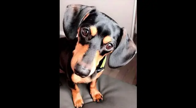 Andrea Martínez: “¿Cómo le dices a una niña de seis años que su mejor amigo murió?” Andrea Martínez: “¿Cómo le dices a una niña de seis años que su mejor amigo murió?”