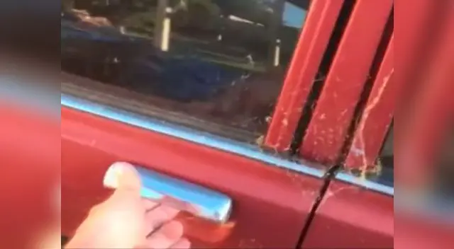 Video se hizo viral en Facebook con miles de reproducciones