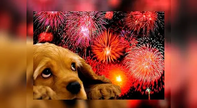 Tu mascota es muy sensible a la pirotecnia