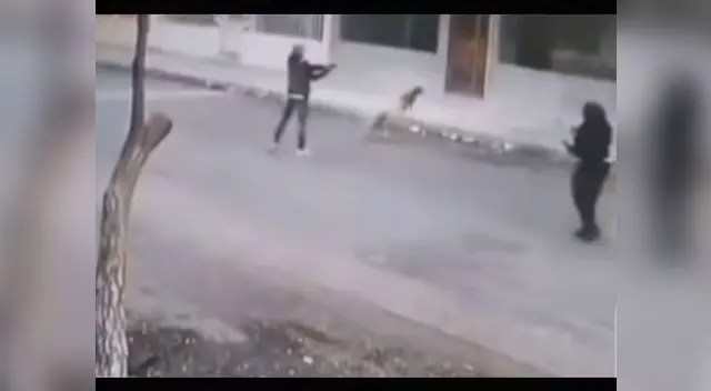 Ecuador: 2 Perros frustan robo de cartera a mujer [VIDEO]