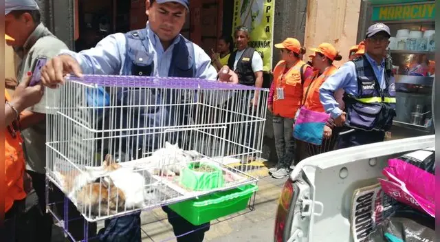 Personal rescató perros, conejos y hámster que iban a ser vendidos de manera ilegal Personal rescató perros, conejos y hámster que iban a ser vendidos de manera ilegal