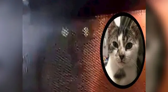 Los adolescentes fueron denunciados por maltrato animal Los adolescentes fueron denunciados por maltrato animal