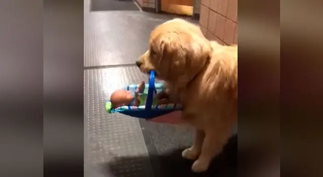 Ben Franklin, el perro policía, fue atrapado con las patas en la masa Ben Franklin, el perro policía, fue atrapado con las patas en la masa