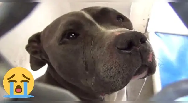 El perro había esperado cinco años para que lo adoptaran 