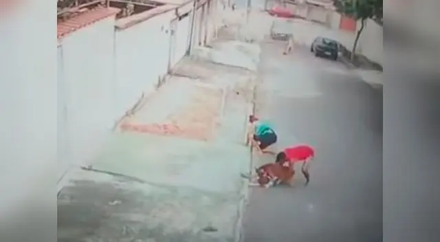 Pitbull atacó a niño y joven salió en su defensa Pitbull atacó a niño y joven salió en su defensa