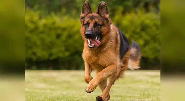 El maltrato animal está penado con cárcel en Portugal