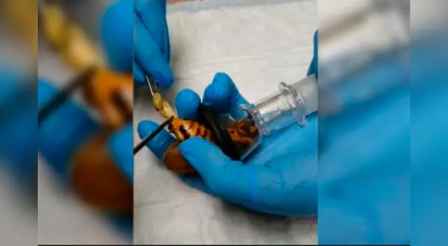 Este animal también es conocido como 'cucaracha gigante del bosque' Este animal también es conocido como 'cucaracha gigante del bosque'