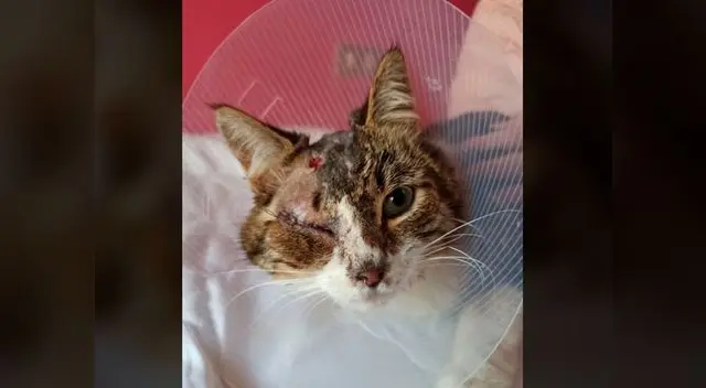 “'Coqui' tiene una familia con la que quedarse y que se va a asegurar de que nunca más pase tanto miedo” indicó McPeartree “'Coqui' tiene una familia con la que quedarse y que se va a asegurar de que nunca más pase tanto miedo” indicó McPeartree