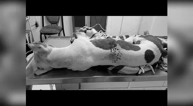 “No resistió, al canalizarla entró en shock, pues traía hemorragia interna” explicó Croquetón GDL