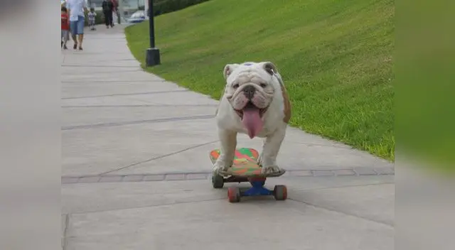 Murió Otto, el bulldog peruano que batió Récord Guinness al recorrer la mayor distancia en skate Murió Otto, el bulldog peruano que batió Récord Guinness al recorrer la mayor distancia en skate
