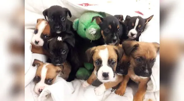 Los canes tenían pocos días de nacidos Los canes tenían pocos días de nacidos