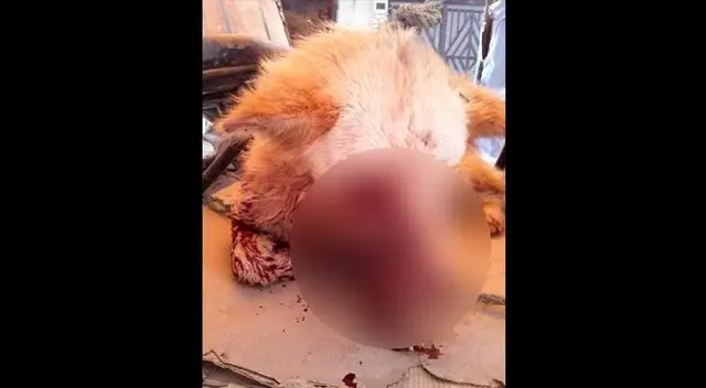 El cruel maltrato animal de Amazonas se viralizó en Facebook