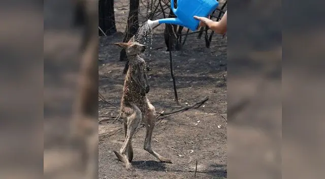 El hecho se hizo rápidamente viral en redes sociales