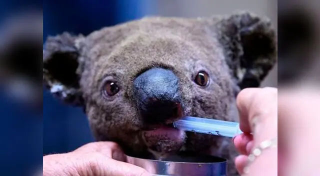 Los incendios se han cobrado la vida de cerca de 500 millones de especies Los incendios se han cobrado la vida de cerca de 500 millones de especies