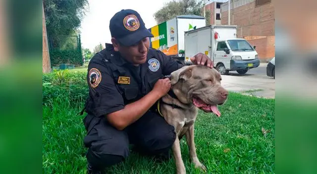 La perrita se muestra dócil con su instructor La perrita se muestra dócil con su instructor