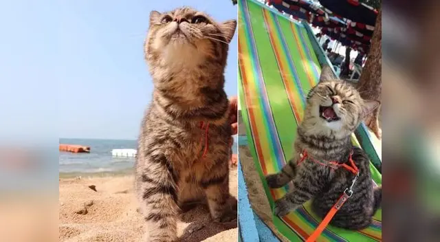 Gato es toda una sensación en las redes sociales