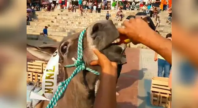 “El burro se había comportado a la altura”, indicó el joven jinete “El burro se había comportado a la altura”, indicó el joven jinete