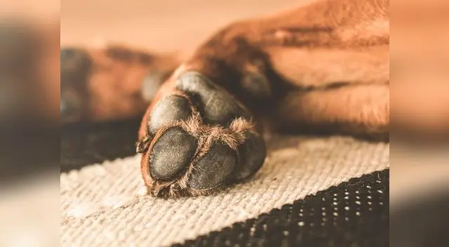 La mujer había ahogado a su perrito porque ladraba todo el tiempo y la mordía