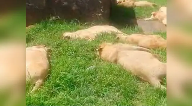 “Cortaron 32 patas por sus garras y 8 de sus hocicos por sus dientes”, manifestó el propietario del criadero