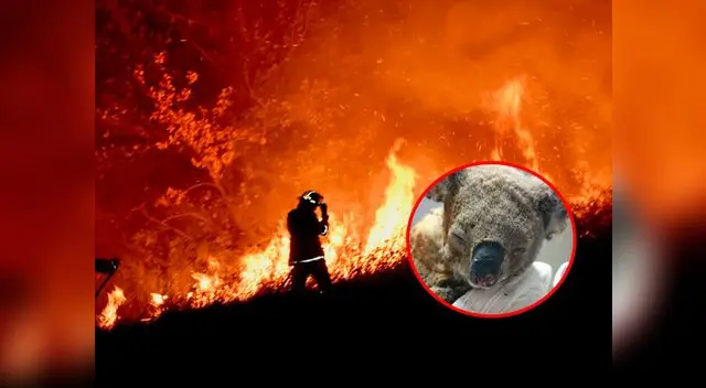 Millones de koalas y otros animales que han resultado afectados. Millones de koalas y otros animales que han resultado afectados.