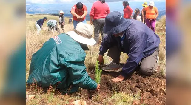 Minagri realiza la plantación de más de 1 millón de árboles como forma de contrarrestar las heladas y las lluvias en zonas alto andinas Minagri realiza la plantación de más de 1 millón de árboles como forma de contrarrestar las heladas y las lluvias en zonas alto andinas