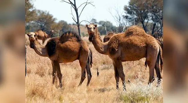 El número de camellos en Australia aumentó a lo largo de las décadas