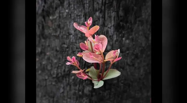 “Con todo lo que se pierde en la naturaleza, hay esperanza de vida otra vez”, indicó la fotógrafa “Con todo lo que se pierde en la naturaleza, hay esperanza de vida otra vez”, indicó la fotógrafa