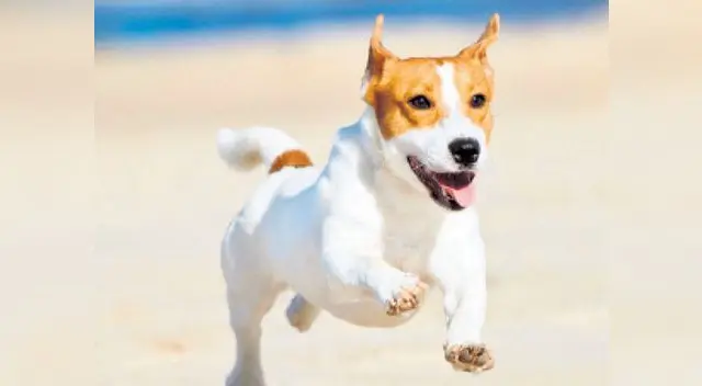 Depende de ti que tu mascota pase un saludable y divertido verano. Depende de ti que tu mascota pase un saludable y divertido verano.