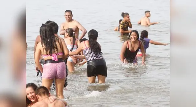 Contacto con este animal podría ocasionar un efecto neurotóxico y picazón, por ello Municipalidad de Chorrillos advierte