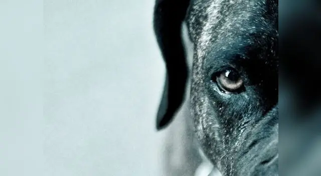 Can presentaba diversos golpes que indicaban que se había resistido al ataque | Foto: Referencial